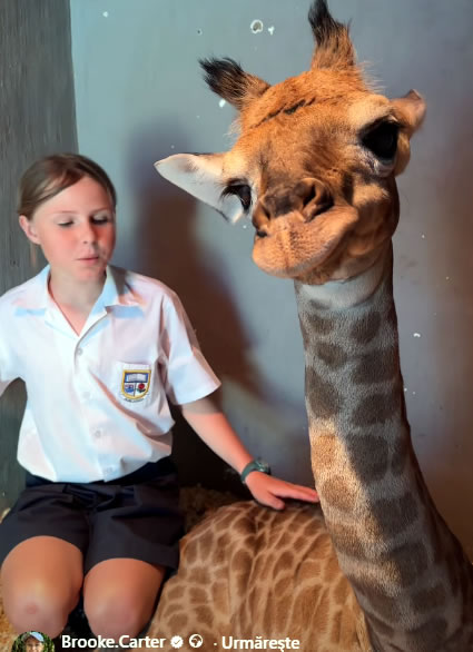 Layla, puiul de girafă